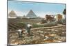 Farming by the Nile, Pyramids, Egypt-null-Mounted Art Print