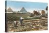 Farming by the Nile, Pyramids, Egypt-null-Stretched Canvas