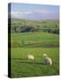 Farming Countryside, County Antrim, Northern Ireland-Gavin Hellier-Stretched Canvas