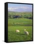 Farming Countryside, County Antrim, Northern Ireland-Gavin Hellier-Framed Stretched Canvas