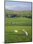 Farming Countryside, County Antrim, Northern Ireland-Gavin Hellier-Mounted Photographic Print