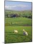 Farming Countryside, County Antrim, Northern Ireland-Gavin Hellier-Mounted Photographic Print