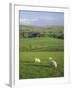 Farming Countryside, County Antrim, Northern Ireland-Gavin Hellier-Framed Photographic Print