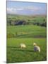 Farming Countryside, County Antrim, Northern Ireland-Gavin Hellier-Mounted Photographic Print