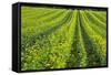 Farming in the Willamette Valley of Oregon-Terry Eggers-Framed Stretched Canvas