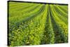 Farming in the Willamette Valley of Oregon-Terry Eggers-Stretched Canvas