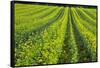 Farming in the Willamette Valley of Oregon-Terry Eggers-Framed Stretched Canvas