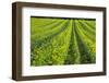 Farming in the Willamette Valley of Oregon-Terry Eggers-Framed Premium Photographic Print