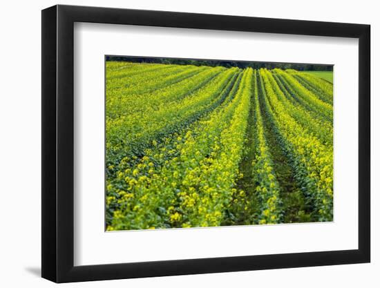 Farming in the Willamette Valley of Oregon-Terry Eggers-Framed Premium Photographic Print