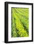 Farming in the Willamette Valley of Oregon-Terry Eggers-Framed Photographic Print