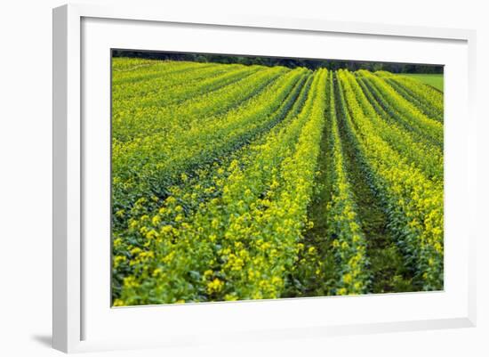 Farming in the Willamette Valley of Oregon-Terry Eggers-Framed Photographic Print