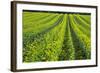 Farming in the Willamette Valley of Oregon-Terry Eggers-Framed Photographic Print