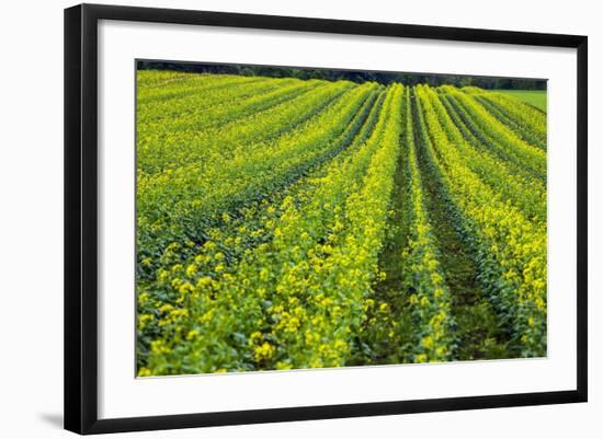 Farming in the Willamette Valley of Oregon-Terry Eggers-Framed Photographic Print