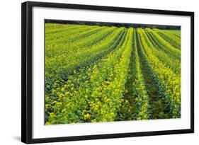 Farming in the Willamette Valley of Oregon-Terry Eggers-Framed Photographic Print