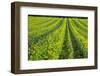 Farming in the Willamette Valley of Oregon-Terry Eggers-Framed Photographic Print