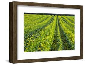 Farming in the Willamette Valley of Oregon-Terry Eggers-Framed Photographic Print