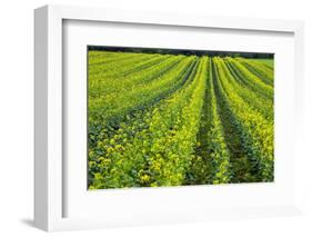 Farming in the Willamette Valley of Oregon-Terry Eggers-Framed Photographic Print