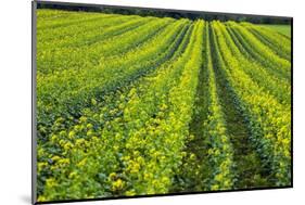 Farming in the Willamette Valley of Oregon-Terry Eggers-Mounted Photographic Print