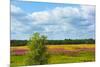 Farmland and flower fields, Estonia-Keren Su-Mounted Photographic Print