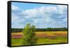 Farmland and flower fields, Estonia-Keren Su-Framed Stretched Canvas