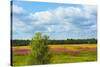 Farmland and flower fields, Estonia-Keren Su-Stretched Canvas