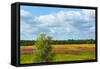 Farmland and flower fields, Estonia-Keren Su-Framed Stretched Canvas