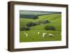 Farmland and Sheep, South Otago, South Island, New Zealand-David Wall-Framed Photographic Print