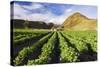 Farmland at the Base of Illiniza Norte Volcano, Pichincha Province, Ecuador, South America-Matthew Williams-Ellis-Stretched Canvas