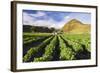 Farmland at the Base of Illiniza Norte Volcano, Pichincha Province, Ecuador, South America-Matthew Williams-Ellis-Framed Photographic Print