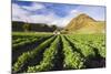 Farmland at the Base of Illiniza Norte Volcano, Pichincha Province, Ecuador, South America-Matthew Williams-Ellis-Mounted Photographic Print