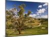 Farmland, Buchan, Victoria, Australia, Pacific-Schlenker Jochen-Mounted Photographic Print