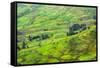 Farmland in Simien Mountain, Ethiopia-Keren Su-Framed Stretched Canvas