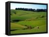 Farmland Near Clinton, New Zealand-David Wall-Framed Stretched Canvas