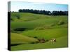 Farmland Near Clinton, New Zealand-David Wall-Stretched Canvas