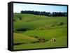 Farmland Near Clinton, New Zealand-David Wall-Framed Stretched Canvas