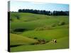 Farmland Near Clinton, New Zealand-David Wall-Stretched Canvas