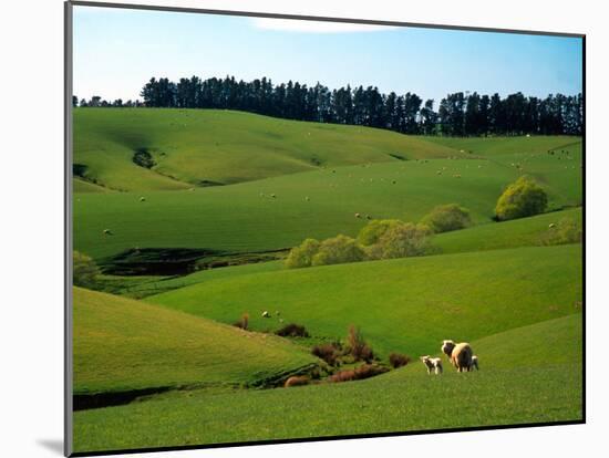 Farmland Near Clinton, New Zealand-David Wall-Mounted Premium Photographic Print