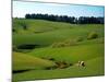 Farmland Near Clinton, New Zealand-David Wall-Mounted Photographic Print