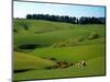 Farmland Near Clinton, New Zealand-David Wall-Mounted Photographic Print