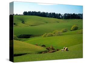 Farmland Near Clinton, New Zealand-David Wall-Stretched Canvas