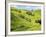 Farmland near Gisborne, New Zealand-David Wall-Framed Photographic Print