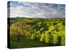 Farmland Near Taihape, North Island, New Zealand, Pacific-Ben Pipe-Stretched Canvas