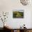 Farmland Near Taraka, Gisborne, North Island, New Zealand, Pacific-Jochen Schlenker-Framed Photographic Print displayed on a wall