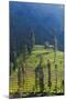 Farmland Near Tengger Semeru National Park, East Java, Indonesia-Keren Su-Mounted Photographic Print