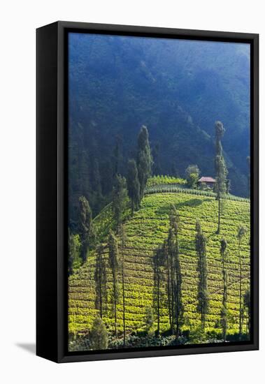 Farmland Near Tengger Semeru National Park, East Java, Indonesia-Keren Su-Framed Stretched Canvas