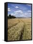 Farmland of Cornfield Ripening, England, United Kingdom, Europe-David Hughes-Framed Stretched Canvas