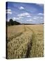 Farmland of Cornfield Ripening, England, United Kingdom, Europe-David Hughes-Stretched Canvas