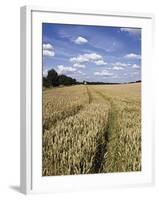 Farmland of Cornfield Ripening, England, United Kingdom, Europe-David Hughes-Framed Photographic Print