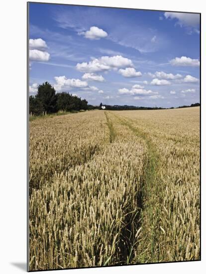 Farmland of Cornfield Ripening, England, United Kingdom, Europe-David Hughes-Mounted Photographic Print