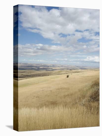 Farmland Off Highway 84, Near Pendleton, Oregon, United States of America, North America-Aaron McCoy-Stretched Canvas